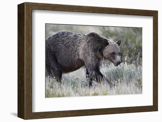 Grizzly Bear (Ursus Arctos Horribilis), Glacier National Park, Montana, United States of America-James Hager-Framed Photographic Print