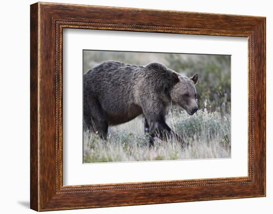 Grizzly Bear (Ursus Arctos Horribilis), Glacier National Park, Montana, United States of America-James Hager-Framed Photographic Print