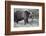 Grizzly Bear (Ursus Arctos Horribilis), Glacier National Park, Montana, United States of America-James Hager-Framed Photographic Print