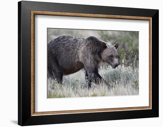 Grizzly Bear (Ursus Arctos Horribilis), Glacier National Park, Montana, United States of America-James Hager-Framed Photographic Print