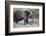 Grizzly Bear (Ursus Arctos Horribilis), Glacier National Park, Montana, United States of America-James Hager-Framed Photographic Print