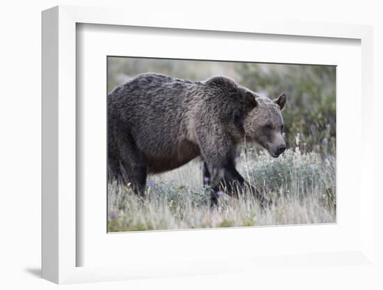 Grizzly Bear (Ursus Arctos Horribilis), Glacier National Park, Montana, United States of America-James Hager-Framed Photographic Print