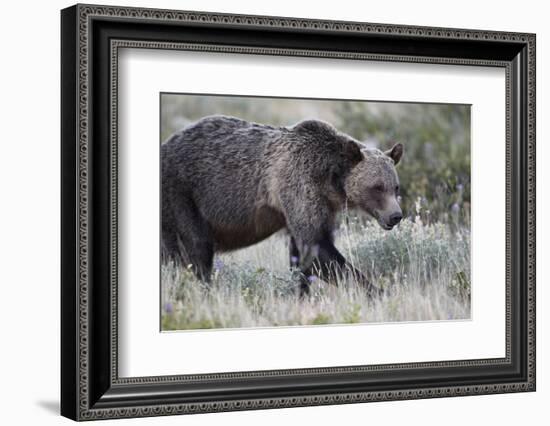 Grizzly Bear (Ursus Arctos Horribilis), Glacier National Park, Montana, United States of America-James Hager-Framed Photographic Print