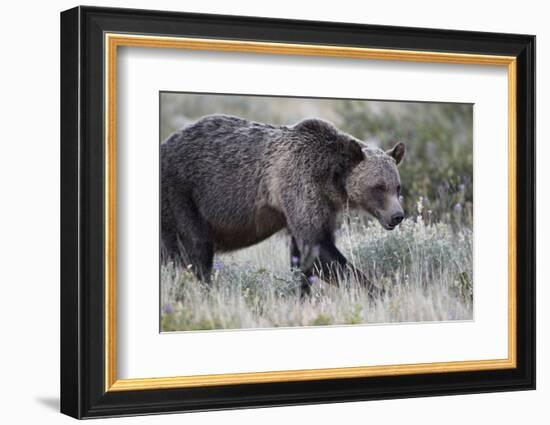 Grizzly Bear (Ursus Arctos Horribilis), Glacier National Park, Montana, United States of America-James Hager-Framed Photographic Print