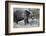 Grizzly Bear (Ursus Arctos Horribilis), Glacier National Park, Montana, United States of America-James Hager-Framed Photographic Print