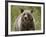 Grizzly Bear (Ursus Arctos Horribilis), Glacier National Park, Montana, USA, North America-James Hager-Framed Photographic Print