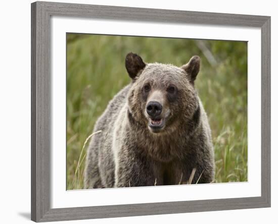 Grizzly Bear (Ursus Arctos Horribilis), Glacier National Park, Montana, USA, North America-James Hager-Framed Photographic Print