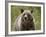 Grizzly Bear (Ursus Arctos Horribilis), Glacier National Park, Montana, USA, North America-James Hager-Framed Photographic Print