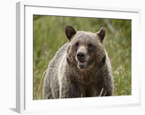 Grizzly Bear (Ursus Arctos Horribilis), Glacier National Park, Montana, USA, North America-James Hager-Framed Photographic Print