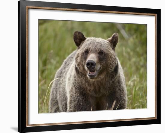 Grizzly Bear (Ursus Arctos Horribilis), Glacier National Park, Montana, USA, North America-James Hager-Framed Photographic Print