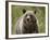 Grizzly Bear (Ursus Arctos Horribilis), Glacier National Park, Montana, USA, North America-James Hager-Framed Photographic Print