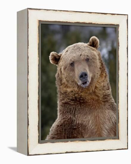 Grizzly Bear (Ursus Arctos Horribilis) in Captivity, Near Bozeman, Montana, USA-James Hager-Framed Premier Image Canvas