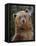 Grizzly Bear (Ursus Arctos Horribilis) in Captivity, Near Bozeman, Montana, USA-James Hager-Framed Premier Image Canvas