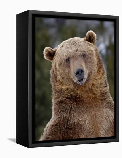 Grizzly Bear (Ursus Arctos Horribilis) in Captivity, Near Bozeman, Montana, USA-James Hager-Framed Premier Image Canvas