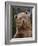 Grizzly Bear (Ursus Arctos Horribilis) in Captivity, Near Bozeman, Montana, USA-James Hager-Framed Photographic Print