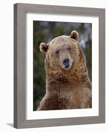 Grizzly Bear (Ursus Arctos Horribilis) in Captivity, Near Bozeman, Montana, USA-James Hager-Framed Photographic Print