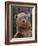 Grizzly Bear (Ursus Arctos Horribilis) in Captivity, Near Bozeman, Montana, USA-James Hager-Framed Photographic Print