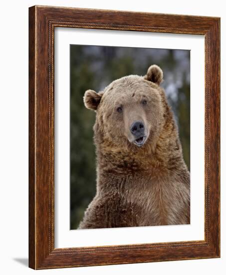 Grizzly Bear (Ursus Arctos Horribilis) in Captivity, Near Bozeman, Montana, USA-James Hager-Framed Photographic Print