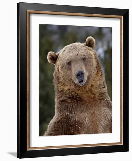 Grizzly Bear (Ursus Arctos Horribilis) in Captivity, Near Bozeman, Montana, USA-James Hager-Framed Photographic Print