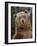 Grizzly Bear (Ursus Arctos Horribilis) in Captivity, Near Bozeman, Montana, USA-James Hager-Framed Photographic Print