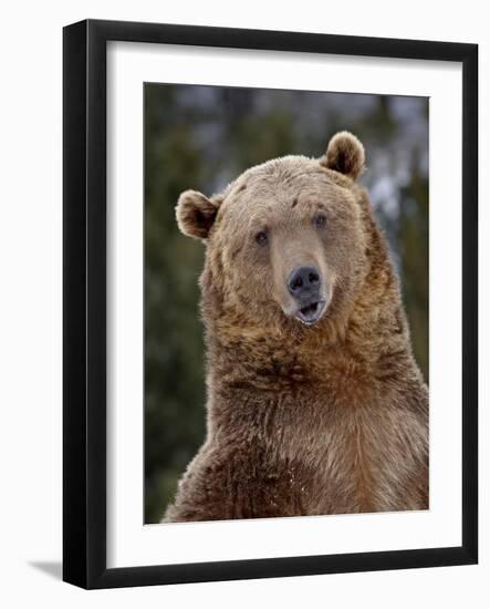 Grizzly Bear (Ursus Arctos Horribilis) in Captivity, Near Bozeman, Montana, USA-James Hager-Framed Photographic Print