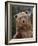 Grizzly Bear (Ursus Arctos Horribilis) in Captivity, Near Bozeman, Montana, USA-James Hager-Framed Photographic Print