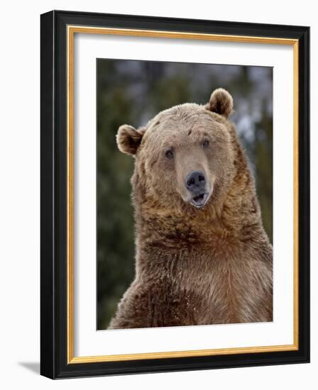 Grizzly Bear (Ursus Arctos Horribilis) in Captivity, Near Bozeman, Montana, USA-James Hager-Framed Photographic Print