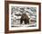 Grizzly Bear (Ursus Arctos Horribilis) in the Snow in the Spring-James Hager-Framed Photographic Print