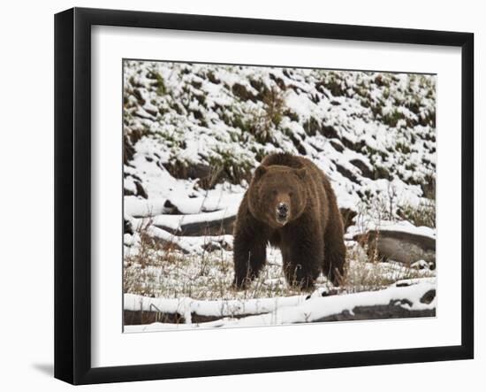 Grizzly Bear (Ursus Arctos Horribilis) in the Snow in the Spring-James Hager-Framed Photographic Print