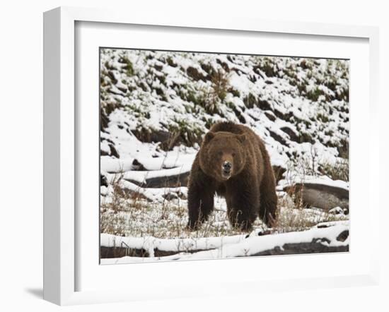 Grizzly Bear (Ursus Arctos Horribilis) in the Snow in the Spring-James Hager-Framed Photographic Print