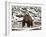 Grizzly Bear (Ursus Arctos Horribilis) in the Snow in the Spring-James Hager-Framed Photographic Print