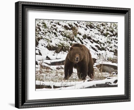 Grizzly Bear (Ursus Arctos Horribilis) in the Snow in the Spring-James Hager-Framed Photographic Print