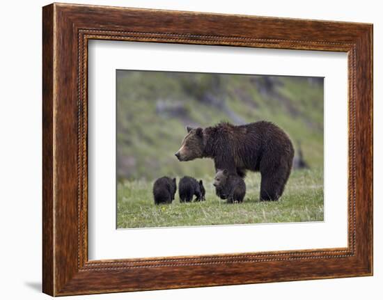 Grizzly Bear (Ursus Arctos Horribilis) Sow and Three Cubs of the Year, Yellowstone National Park-James Hager-Framed Photographic Print