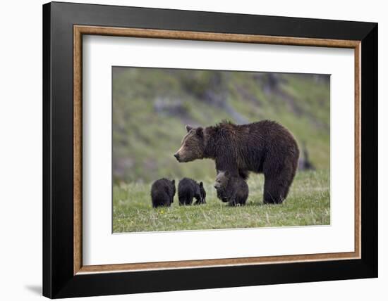 Grizzly Bear (Ursus Arctos Horribilis) Sow and Three Cubs of the Year, Yellowstone National Park-James Hager-Framed Photographic Print