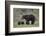 Grizzly Bear (Ursus Arctos Horribilis) Sow and Three Cubs of the Year, Yellowstone National Park-James Hager-Framed Photographic Print