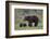 Grizzly Bear (Ursus Arctos Horribilis) Sow and Three Cubs of the Year, Yellowstone National Park-James Hager-Framed Photographic Print