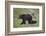 Grizzly Bear (Ursus Arctos Horribilis) Sow and Three Cubs of the Year, Yellowstone National Park-James Hager-Framed Photographic Print