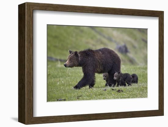 Grizzly Bear (Ursus Arctos Horribilis) Sow and Three Cubs of the Year, Yellowstone National Park-James Hager-Framed Photographic Print