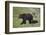 Grizzly Bear (Ursus Arctos Horribilis) Sow and Three Cubs of the Year, Yellowstone National Park-James Hager-Framed Photographic Print