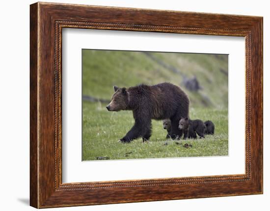 Grizzly Bear (Ursus Arctos Horribilis) Sow and Three Cubs of the Year, Yellowstone National Park-James Hager-Framed Photographic Print