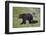 Grizzly Bear (Ursus Arctos Horribilis) Sow and Three Cubs of the Year, Yellowstone National Park-James Hager-Framed Photographic Print