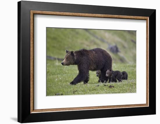 Grizzly Bear (Ursus Arctos Horribilis) Sow and Three Cubs of the Year, Yellowstone National Park-James Hager-Framed Photographic Print