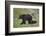 Grizzly Bear (Ursus Arctos Horribilis) Sow and Three Cubs of the Year, Yellowstone National Park-James Hager-Framed Photographic Print