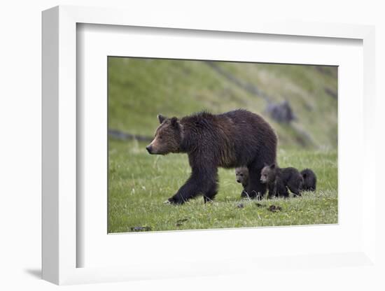 Grizzly Bear (Ursus Arctos Horribilis) Sow and Three Cubs of the Year, Yellowstone National Park-James Hager-Framed Photographic Print