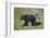 Grizzly Bear (Ursus Arctos Horribilis) Sow and Three Cubs of the Year, Yellowstone National Park-James Hager-Framed Photographic Print