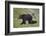 Grizzly Bear (Ursus Arctos Horribilis) Sow and Three Cubs of the Year, Yellowstone National Park-James Hager-Framed Photographic Print