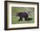 Grizzly Bear (Ursus Arctos Horribilis) Sow and Three Cubs of the Year, Yellowstone National Park-James Hager-Framed Photographic Print