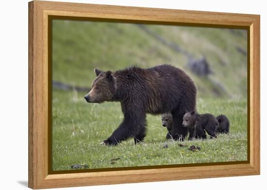 Grizzly Bear (Ursus Arctos Horribilis) Sow and Three Cubs of the Year, Yellowstone National Park-James Hager-Framed Premier Image Canvas
