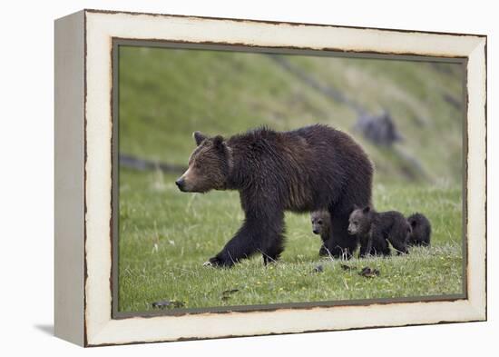 Grizzly Bear (Ursus Arctos Horribilis) Sow and Three Cubs of the Year, Yellowstone National Park-James Hager-Framed Premier Image Canvas