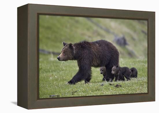 Grizzly Bear (Ursus Arctos Horribilis) Sow and Three Cubs of the Year, Yellowstone National Park-James Hager-Framed Premier Image Canvas